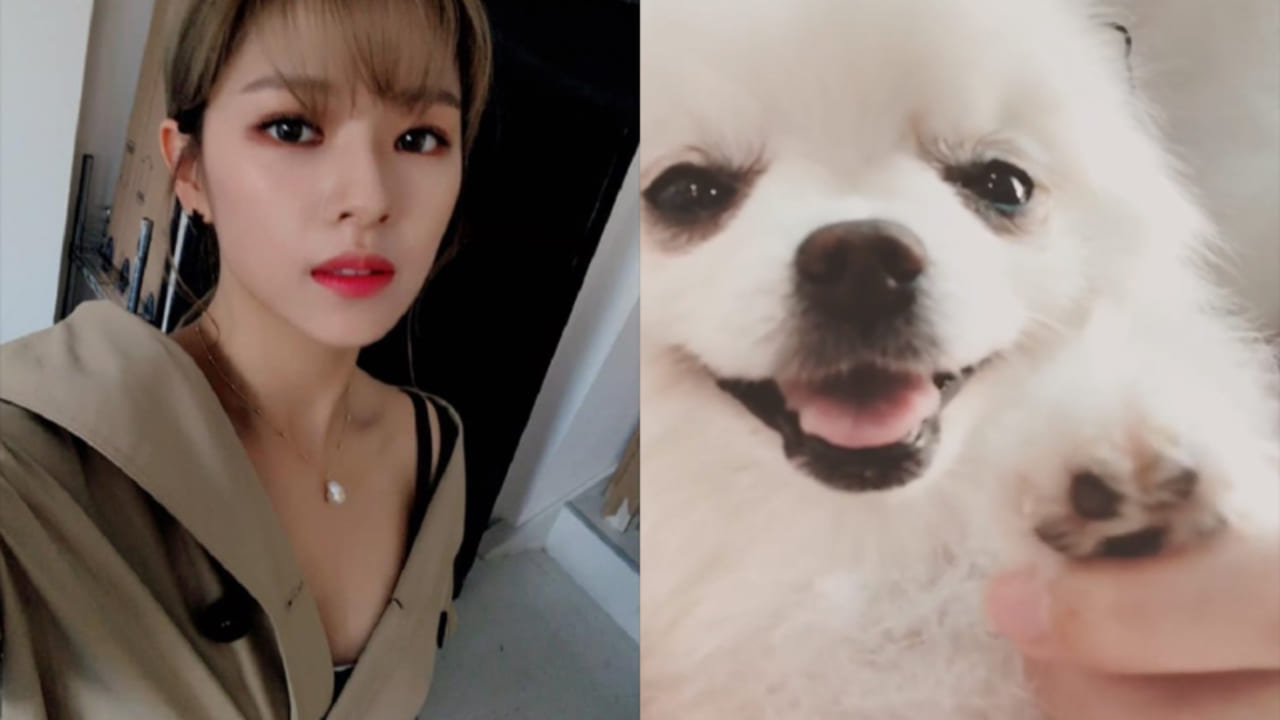 Twice ジョンヨンの愛犬が奇跡の回復 みんな心配してくれてありがとう Kpop Monster